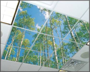 Item # 1030, Birch Up View, ceiling light lenses or acoustic tiles with photos printed on the surface