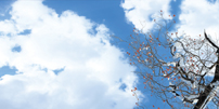 sky ceiling cloud light lens Item # Cherry Tree Sky ... Price $37.95 + S/H