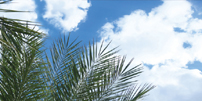 sky ceiling cloud light lens Item # Palm Tree Sky ... Price $37.95 + S/H