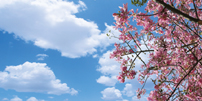 sky ceiling cloud light lens Item # Pink Tree Sky Diffuser ... Price $37.95 + S/H