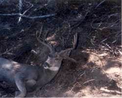 Nice Buck From Deschutes Co. Oregon