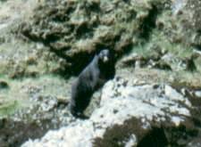 Black Bear, Rogue River Oregon