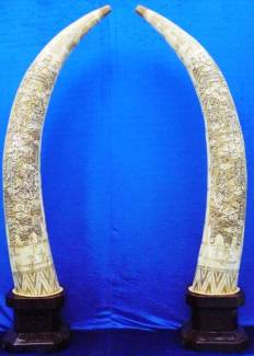 BONE IVORY LIKE WARRIOR TUSKS CARVING 70 IN TALL 
This is a real bone carving. All hand carved with lots of details.  
Size: H:70 in