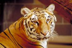 tiger ceiling lens image